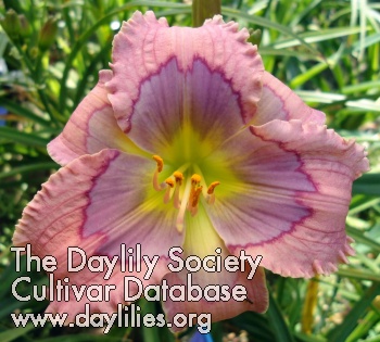 Daylily Small World Visions  of Paradise